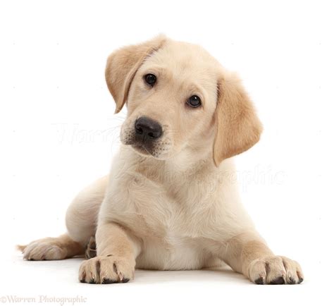 9 week old labrador puppy|8 week old puppies care.